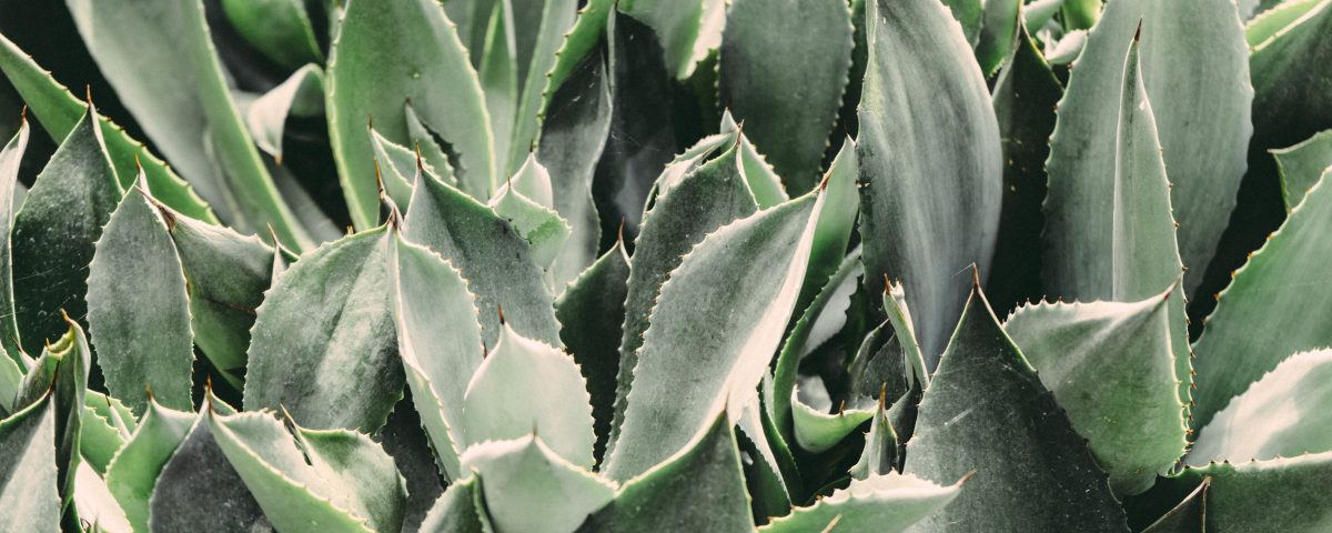 Aloes - naturalne zrodlo mlodosci