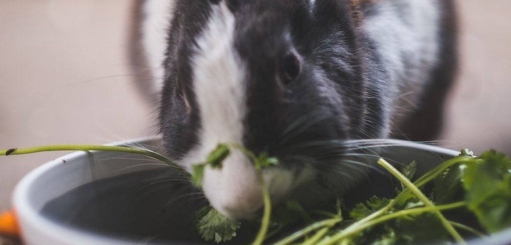 jedzący królik