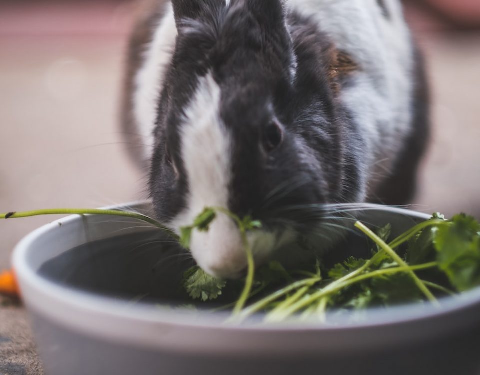 jedzący królik