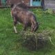 Koza jedzaca trawe