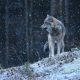 wilka na sniegu